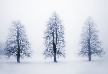 Image showing Winter trees in fog