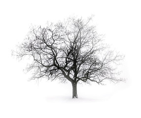 Image showing Winter tree in fog