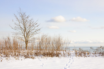 Image showing Winter shore of lake Ontario