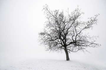 Image showing Winter tree in fog