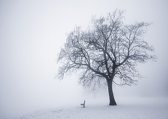 Image showing Winter tree in fog