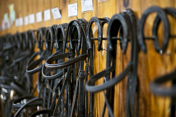 Image showing Horse bridles hanging in stable