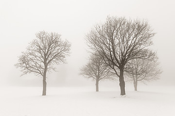 Image showing Winter trees in fog