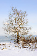 Image showing Winter tree on shore