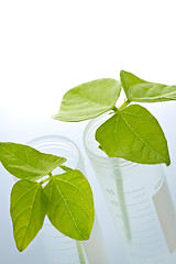 Image showing GM plant seedlings in test tubes