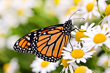 Image showing Monarch butterfly on flower