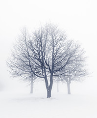 Image showing Winter trees in fog