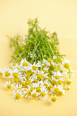 Image showing Chamomile flowers