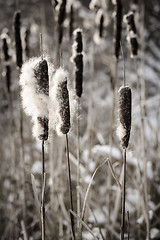 Image showing Cattails in winter