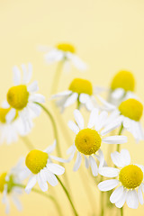 Image showing Chamomile flowers close up