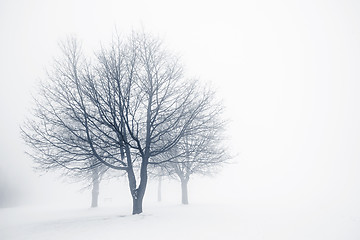 Image showing Winter trees in fog