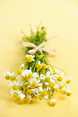 Image showing Chamomile flowers