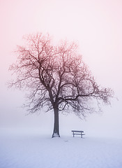 Image showing Winter tree in fog at sunrise