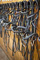 Image showing Horse bridles hanging in stable