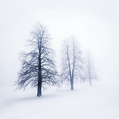 Image showing Winter trees in fog