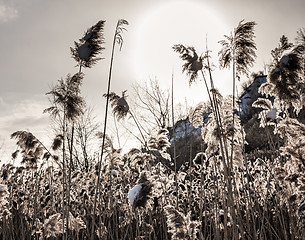 Image showing Backlit winter reeds