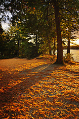 Image showing Sunset in woods at lake shore