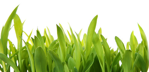 Image showing Fresh Grass Shoots