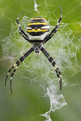 Image showing Spider-Wasp hangs on the web