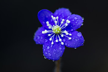 Image showing Hepatica closeup 