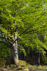 Image showing Big beech tree