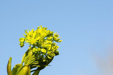 Image showing Maple blossom