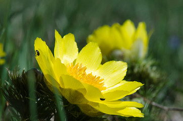Image showing Springtime flower, Pheasant's eye