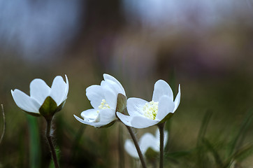Image showing White anemones