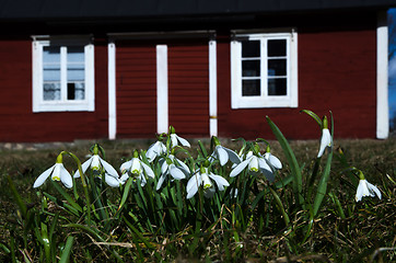 Image showing Snowdrops 