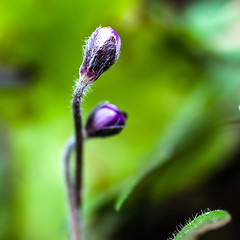 Image showing Buds of  Common hepatica 