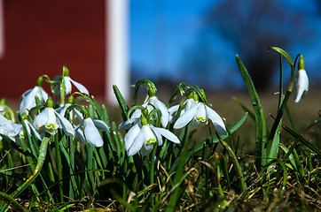 Image showing Snowdrops with dewdrops