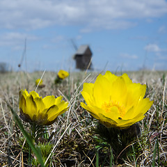 Image showing Yellow flowers at windmill