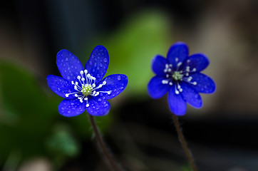 Image showing Blue beauty