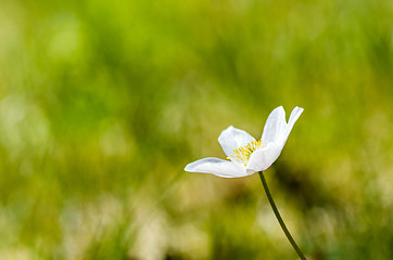 Image showing Wood anemone closeup