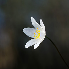 Image showing White beauty flower