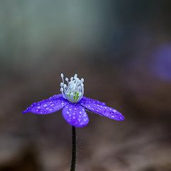 Image showing Blue spring flower 