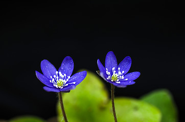 Image showing Flower beauty