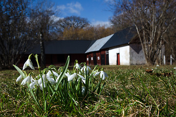 Image showing Snowdrops group