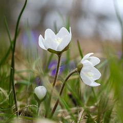 Image showing White spring flowers