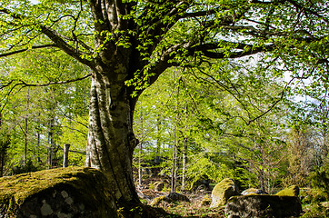 Image showing Old beech