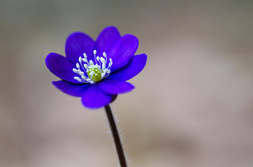 Image showing Single hepatica closeup