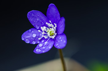 Image showing Blue beauty with dewdrops