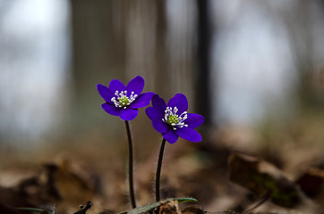 Image showing Two deep blue anemones