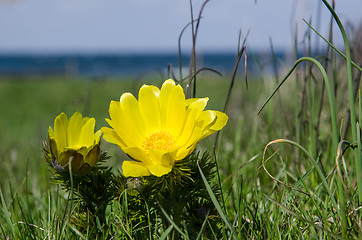 Image showing Yellow spring flower