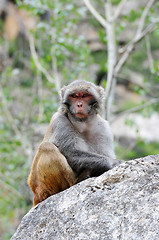 Image showing Tibetan monkey single