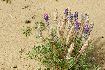 Image showing Wild flowers in deserts