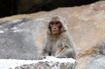 Image showing Tibetan monkey single