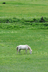 Image showing White horse eating grass