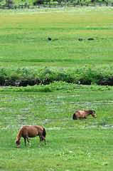 Image showing Horses eating grass