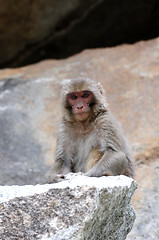 Image showing Tibetan monkey single